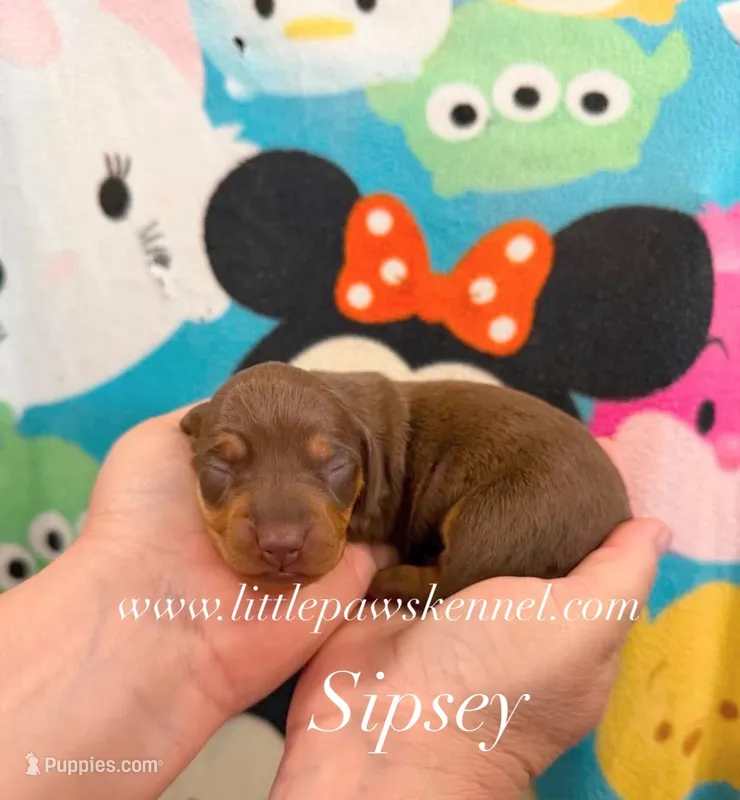Sipsey – Miniature Dachshund puppy for sale in Winnsboro, LA
