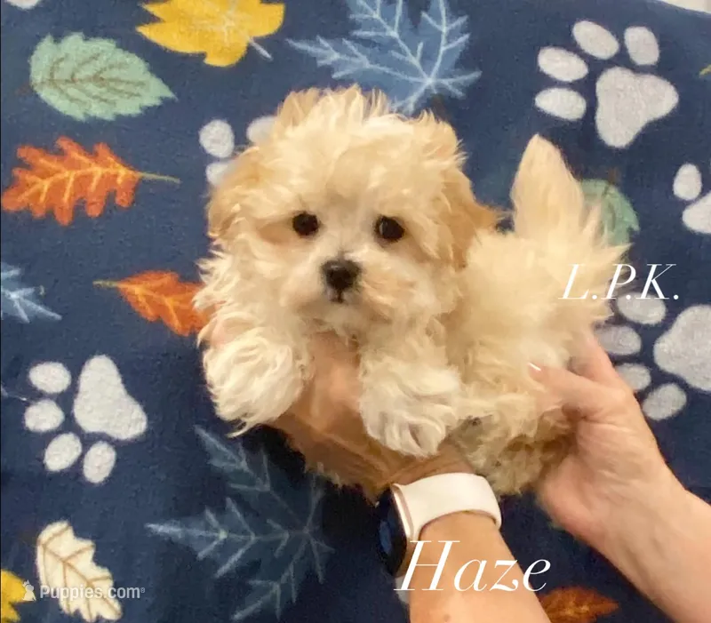 Haze – Maltipoo puppy for sale in Winnsboro, LA