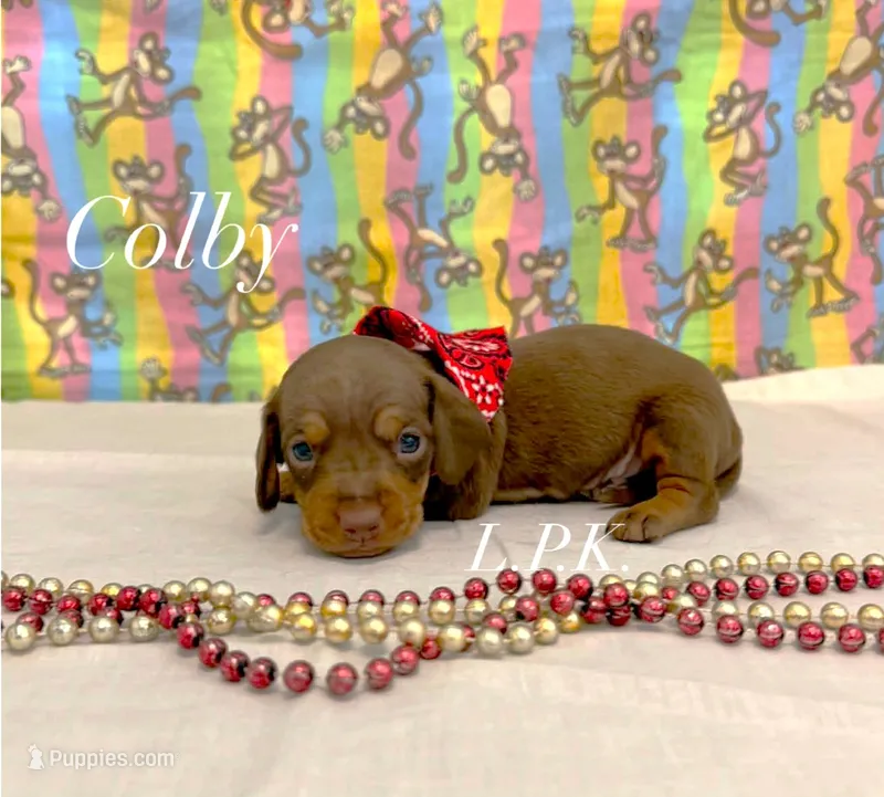 Mini Colby – Miniature Dachshund puppy for sale in Winnsboro, LA