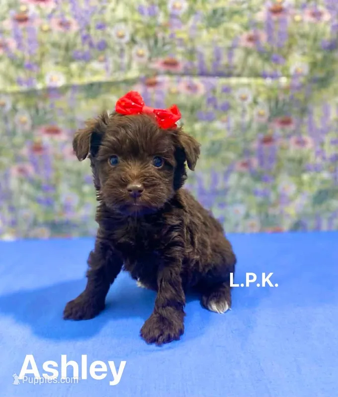 (BBB Accredited) Mini Ashley