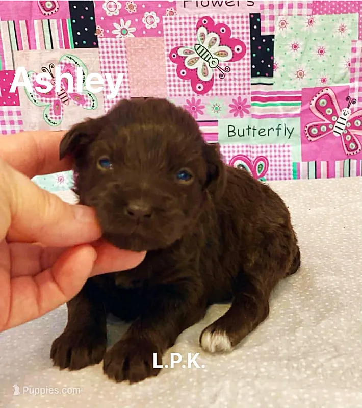 (BBB Accredited) Mini Ashley