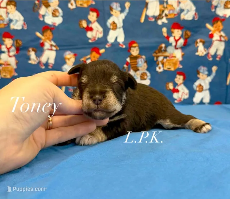 Mini Toney male – Miniature Schnauzer puppy for sale in Winnsboro, LA