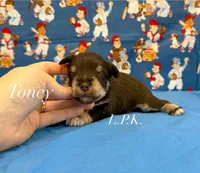 Mini Toney male, a male Miniature Schnauzer for sale in Winnsboro, LA – 1 of 1