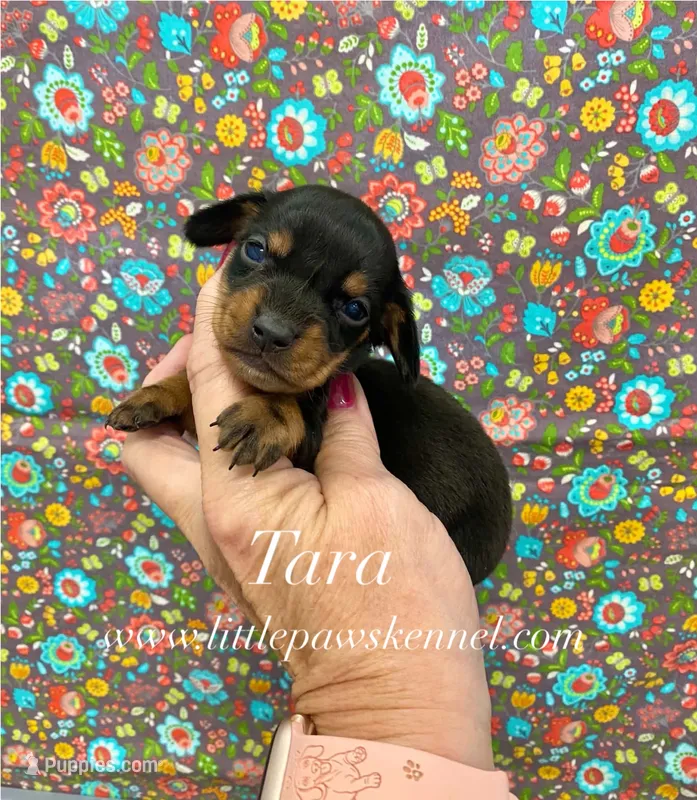 Tara – Miniature Dachshund puppy for sale in Winnsboro, LA