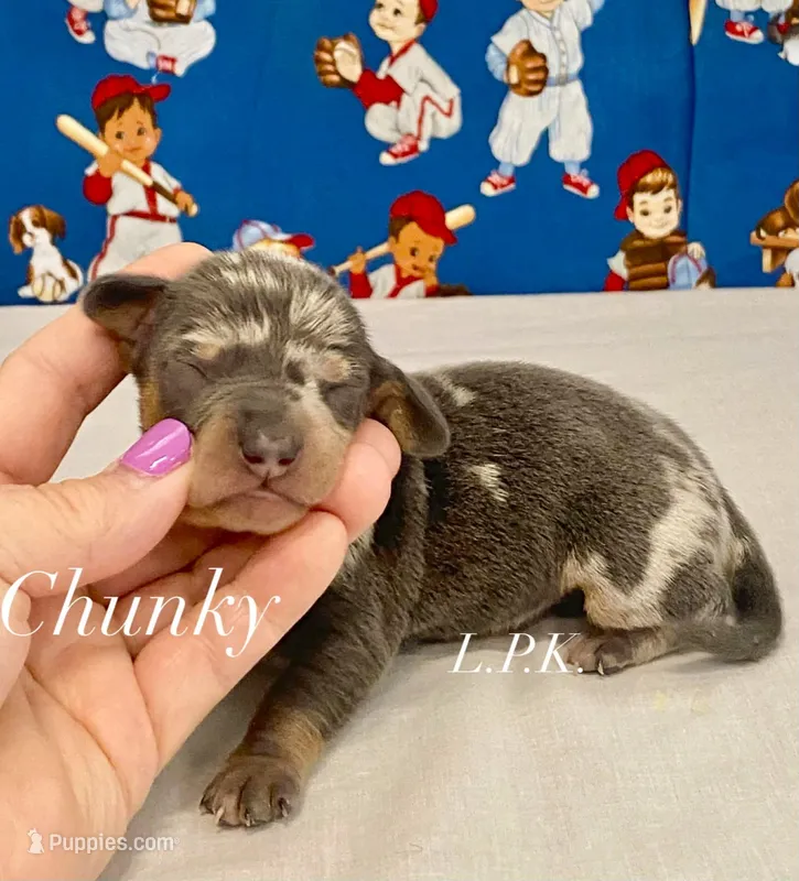 Mini Chucky male – Miniature Dachshund puppy for sale in Winnsboro, LA