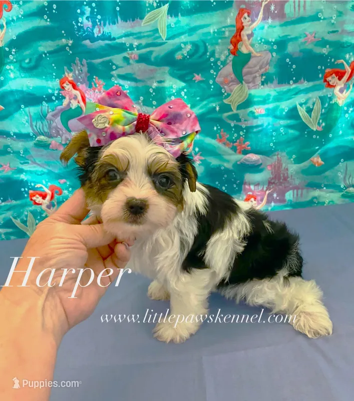 Tiny Harper – Yorkshire Terrier puppy for sale in Winnsboro, LA
