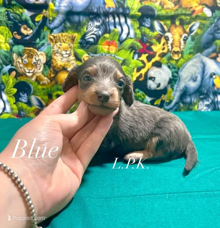 Mini Blue male – Miniature Dachshund puppy for sale in Winnsboro, LA