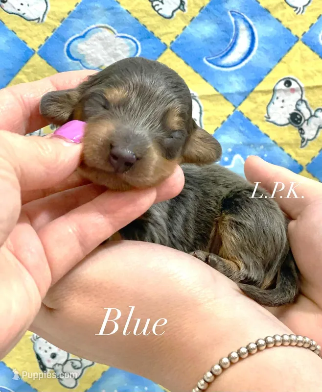 Mini Blue male – Miniature Dachshund puppy for sale in Winnsboro, LA