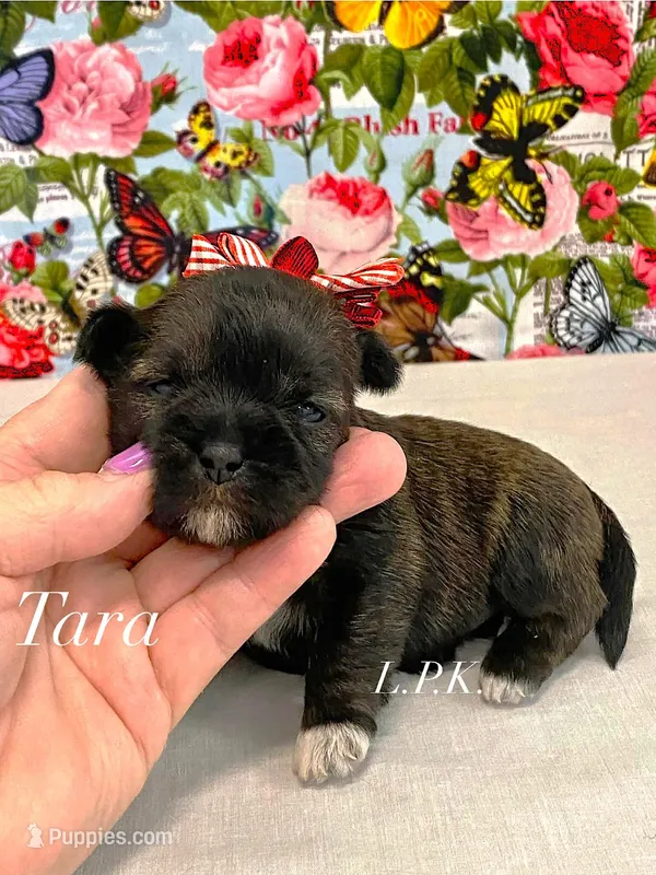 Tiny Tara Female – Shih Tzu puppy for sale in Winnsboro, LA