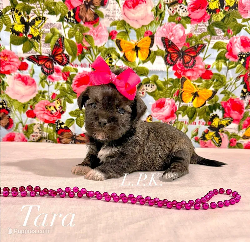 Tiny Tara Female – Shih Tzu puppy for sale in Winnsboro, LA
