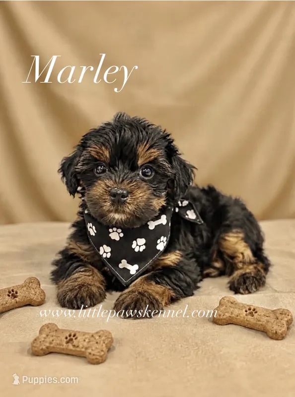 Tiny Marley male – Yorkshire Terrier puppy for sale in Winnsboro, LA