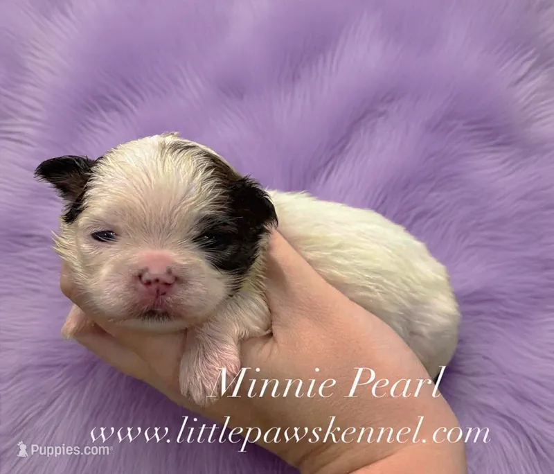Pearl – Mal Shi puppy for sale in Winnsboro, LA