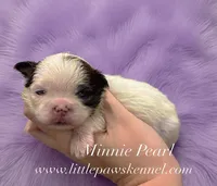 Pearl, a female Mal Shi for sale in Winnsboro, LA – 1 of 1