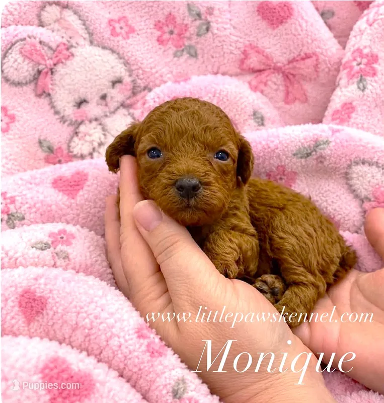 Tiny monique female – Poodle - Toy  puppy for sale in Winnsboro, LA