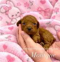 Tiny monique female, a female Poodle - Toy  for sale in Winnsboro, LA – 1 of 1
