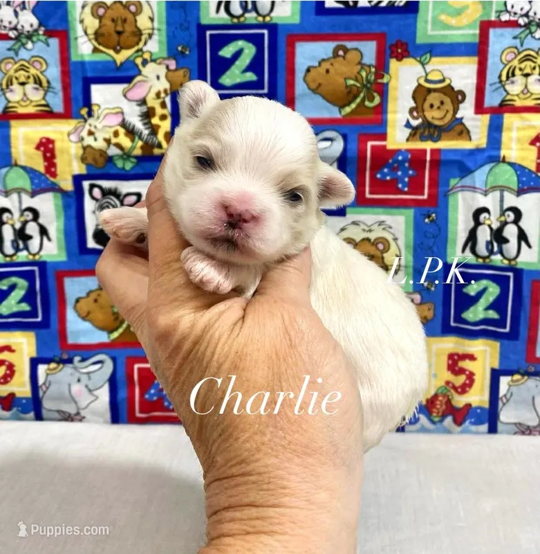 Tiny Charlie male, a male Mal Shi for sale in Winnsboro, LA – Photo 1 of 1