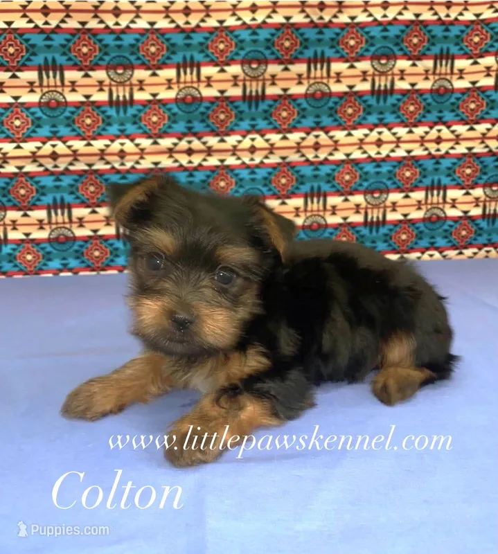 Tiny Colton  – Yorkshire Terrier puppy for sale in Winnsboro, LA