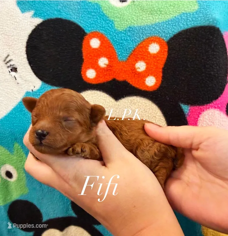FiFI – Poodle - Toy  puppy for sale in Winnsboro, LA