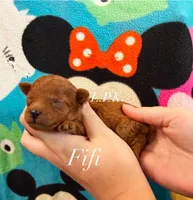 FiFI, a female Poodle - Toy  for sale in Winnsboro, LA – 1 of 1