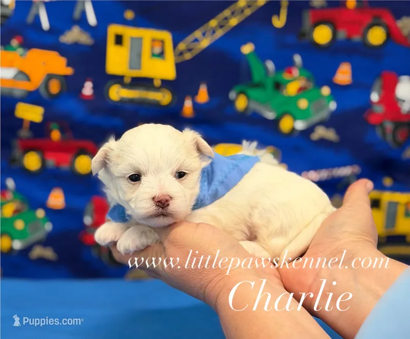 Tiny charlie – Maltese puppy for sale in Winnsboro, LA