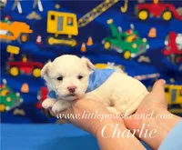 Tiny charlie, a male Maltese for sale in Winnsboro, LA – 1 of 2