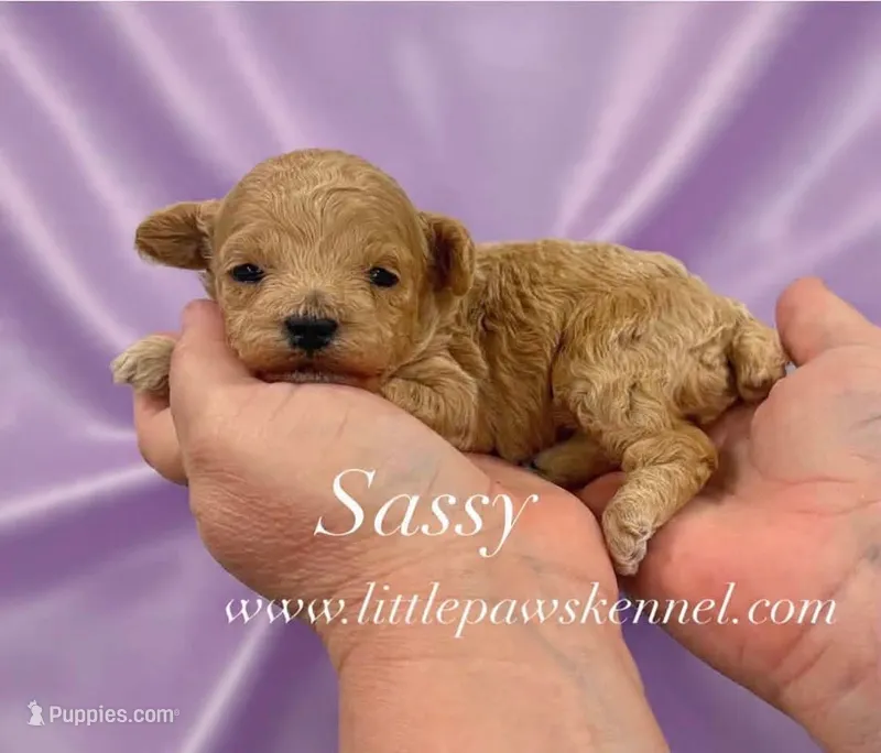Sassy – Poodle - Toy  puppy for sale in Winnsboro, LA