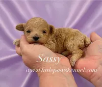 Sassy, a female Poodle - Toy  for sale in Winnsboro, LA – 1 of 1