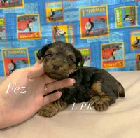 Tiny Fez male , a male Yorkshire Terrier for sale in Winnsboro, LA – 1 of 3