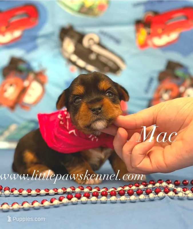 Tiny Mac male – Yorkshire Terrier puppy for sale in Winnsboro, LA
