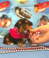 Tiny Mac male, a male Yorkshire Terrier for sale in Winnsboro, LA – 1 of 1