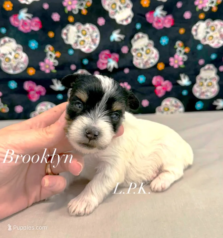Tiny Brooklyn female – Yorkshire Terrier puppy for sale in Winnsboro, LA
