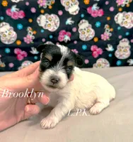Tiny Brooklyn female, a female Yorkshire Terrier for sale in Winnsboro, LA – 1 of 2