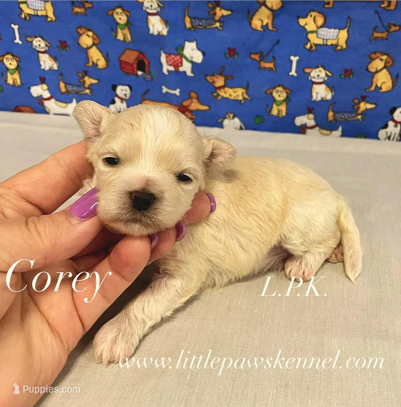 Tiny Corey male BBB Accredited Breeder – Maltipoo puppy for sale in Winnsboro, LA