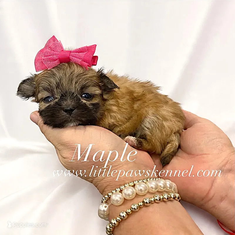 Tiny Maple – Mal Shi puppy for sale in Winnsboro, LA