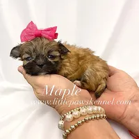 Tiny Maple, a female Mal Shi for sale in Winnsboro, LA – 1 of 2