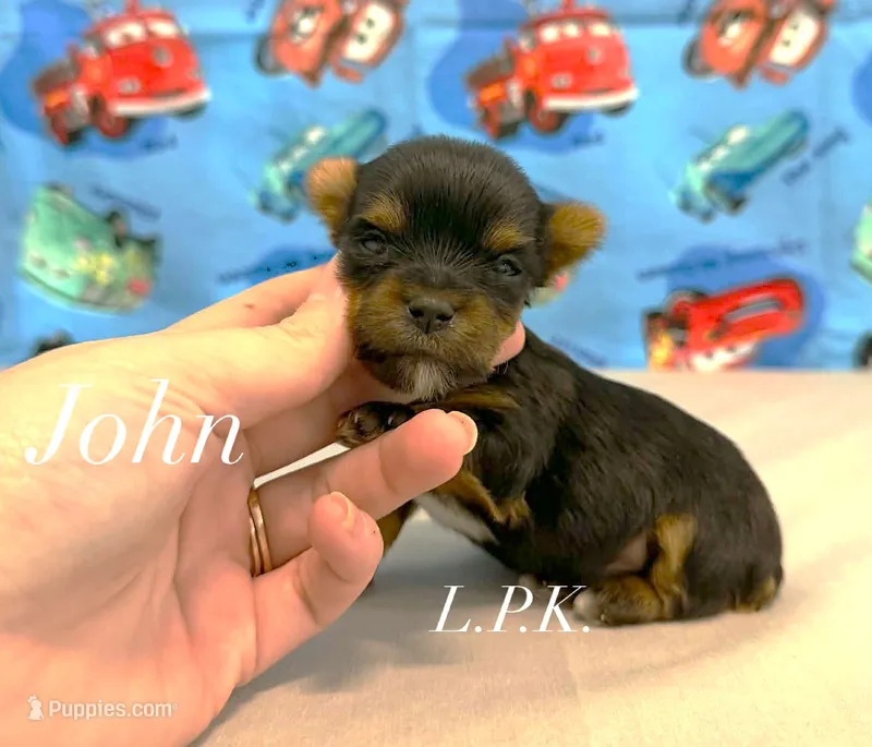 Tiny John male – Yorkshire Terrier puppy for sale in Winnsboro, LA