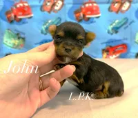 Tiny John male, a male Yorkshire Terrier for sale in Winnsboro, LA – 1 of 2