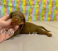 Mini Colby, a male Miniature Dachshund for sale in Winnsboro, LA – 1 of 2