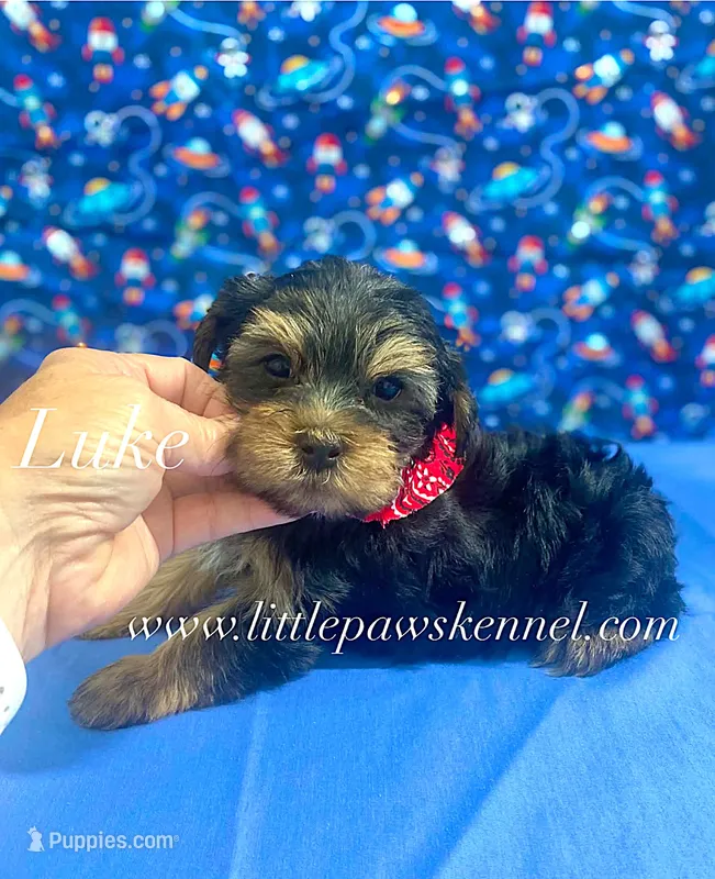 Tiny Luke male – Yorkshire Terrier puppy for sale in Winnsboro, LA