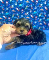 Tiny Luke male, a male Yorkshire Terrier for sale in Winnsboro, LA – 1 of 3