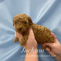 Jackson, a male Poodle - Toy  for sale in Winnsboro, LA – 1 of 1