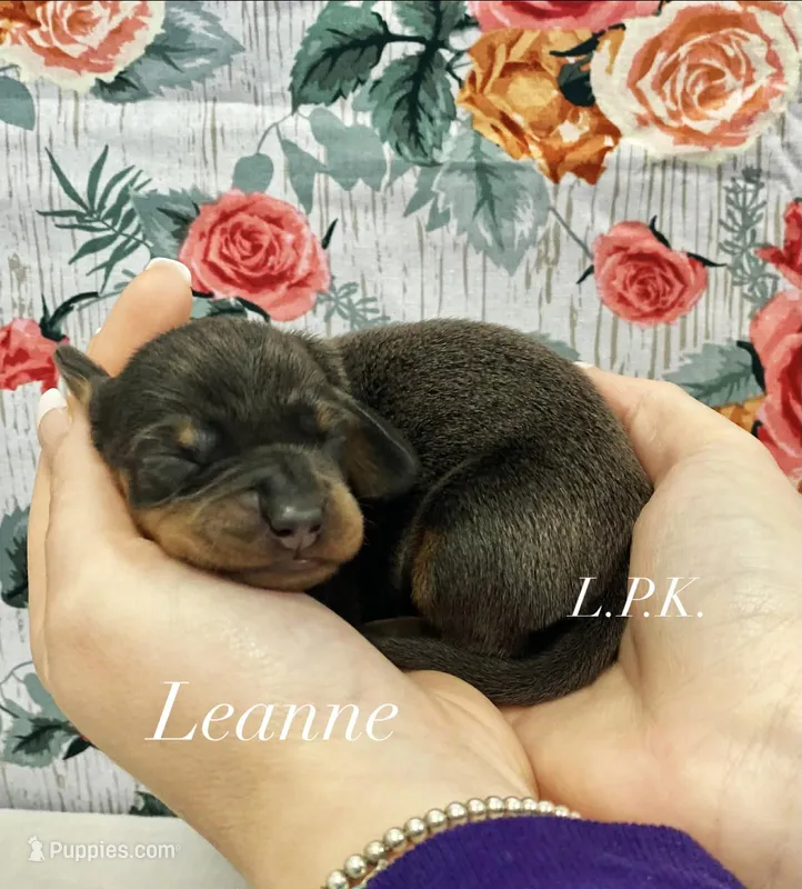 Mini Leanne female – Miniature Dachshund puppy for sale in Winnsboro, LA