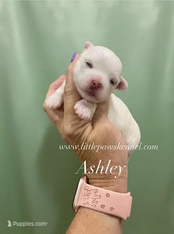 Ashley – Maltese puppy for sale in Winnsboro, LA