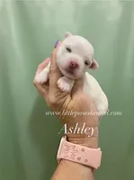 Ashley, a female Maltese for sale in Winnsboro, LA – 1 of 1