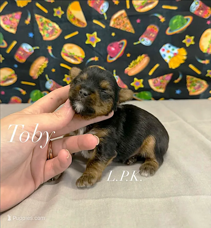 Tiny Toby male – Yorkshire Terrier puppy for sale in Winnsboro, LA