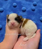 Jax, a male Mal Shi for sale in Winnsboro, LA – 1 of 1