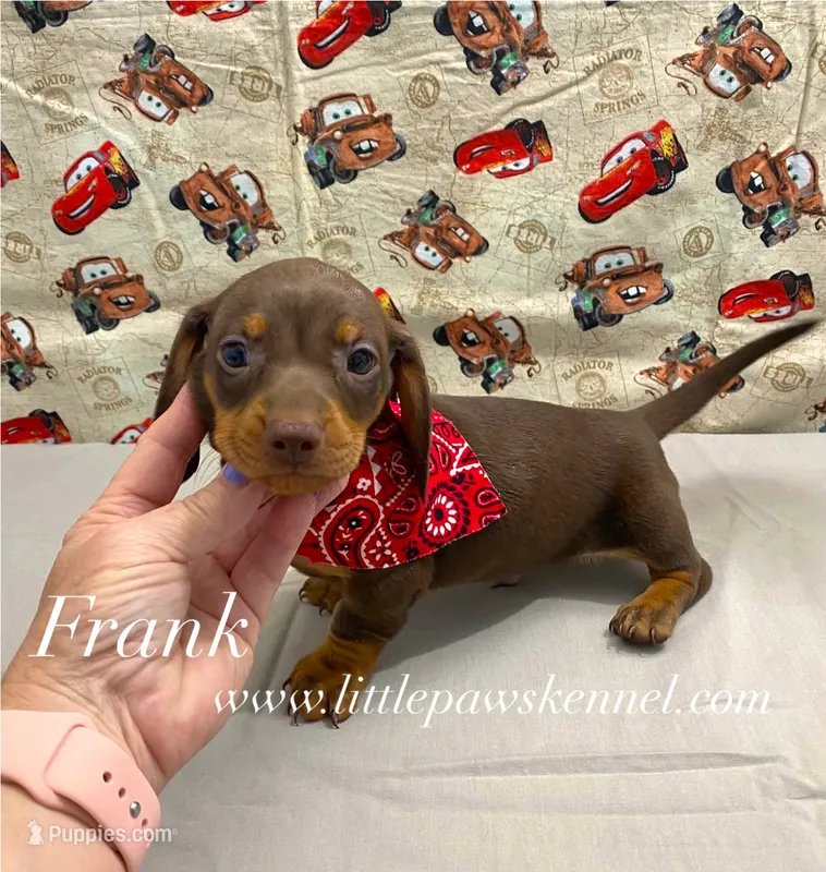 Mini Frank – Miniature Dachshund puppy for sale in Winnsboro, LA