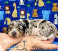 Mini Max male, a male Miniature Dachshund for sale in Winnsboro, LA – 1 of 1