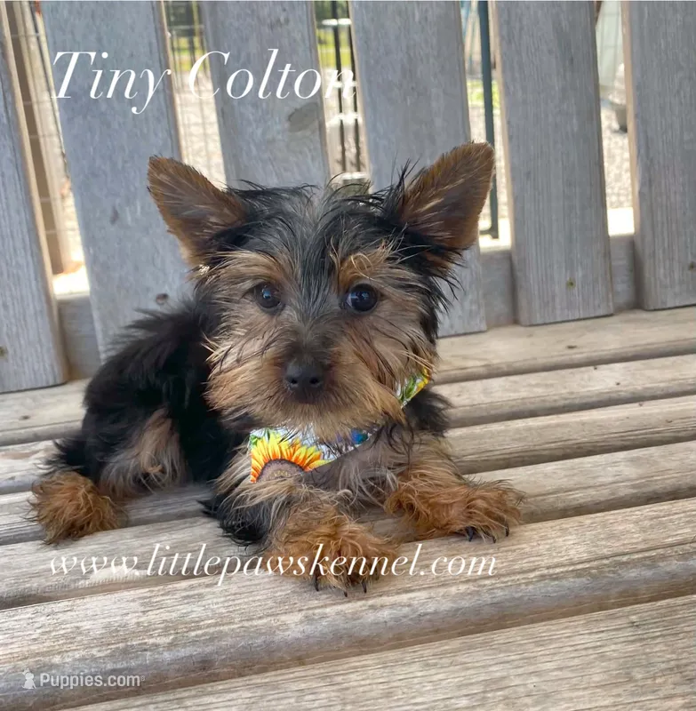Tiny Colton  – Yorkshire Terrier puppy for sale in Winnsboro, LA