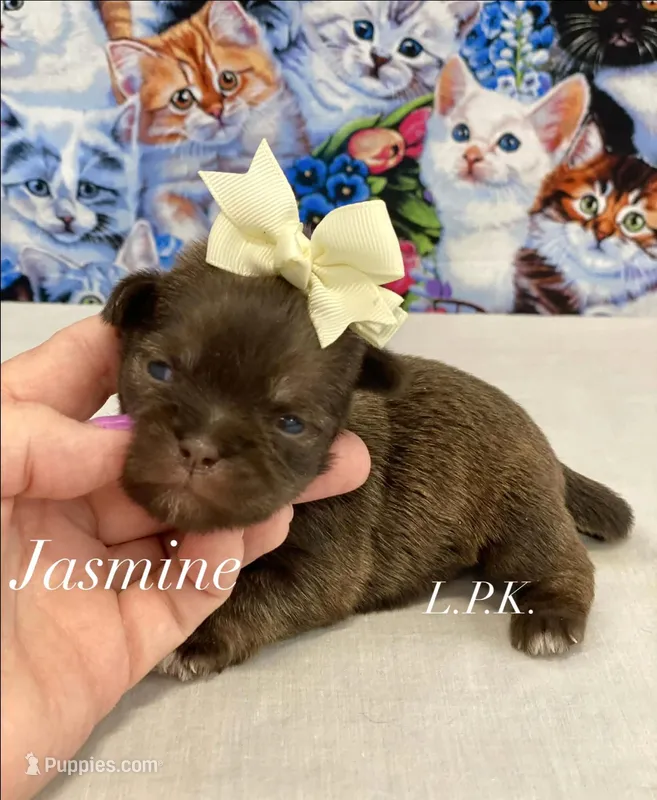 Tiny Jasmine Female – Shih Tzu puppy for sale in Winnsboro, LA